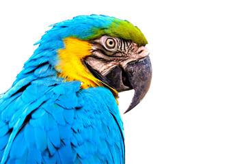 macaw isolated on white background
