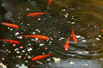Goldfische in einem Teich