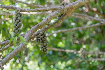 longkong vitamin fruite on tree branch