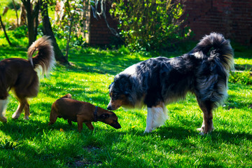 Hunde