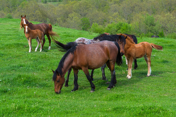 Naklejka na ściany i meble A herd of horses grazing on a green mountain meadow in Strandzha mountain, Bulgaria