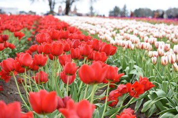 Fototapeta premium Red Tulips at Wooden Shoe Tulip Festival in Woodburn Oregon