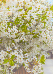 Obraz premium spring garden with cherry blossoms. background with a flower garden.