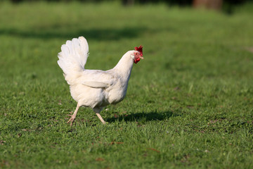 There must be chickens in the countryside on every farm