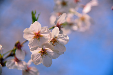 【神奈川県】横須賀市　諏訪大神社の桜