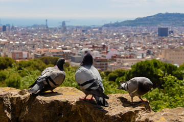 Obraz premium Speed racing pigeons observing Barcelona city landscape - Image