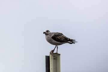 Gray seagull on the pole with the gray sky background - Image
