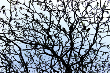 Abstract Nature Background. Silhouettes Of Branches. Cropped Shot Of A Tree.