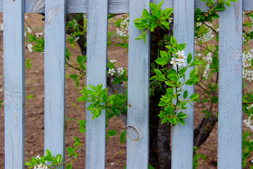 Blooming Plant And Gray Wooden Fence. Nature, Gardening Concept. Nature Background. White Flowers Over Gray Fence Background.