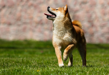 Japanese Shiba Inu dog on the green grass