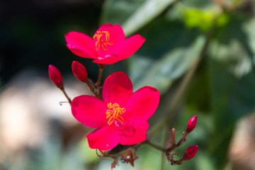 Fototapeta premium Little cherry blossom flowers close up in the morning
