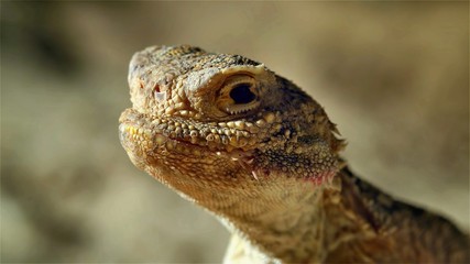 Lizard head