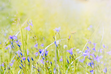 Wildflowers on a summer meadow. Unfocused abstract floral background