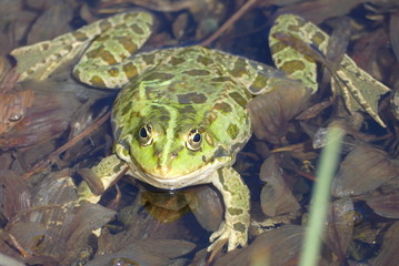der Teichfrosch