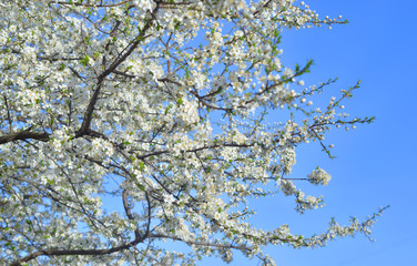 Blossoming apple tree.