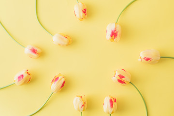 Flat lay composition with yellow tulips on a yellow background