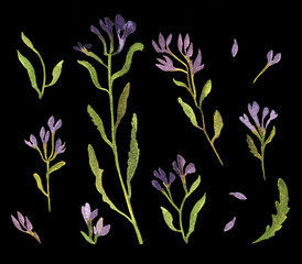 Spring first flowers on black background