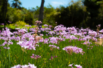 A small garden full of purple flowers