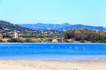 Fototapeta na wymiar Flamingos in the lake in a summer day