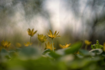 Ficaria verna (commonly known as lesser celandine or pilewort)