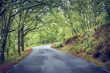 A wet rural road shines after a rainy spring day.