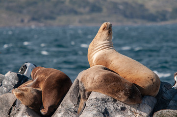 Obraz premium A group of sea wolves rest on an islet in the Beagle Channel.