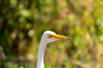 Hern on a public park hanging around calm