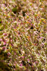 A lot of little pink flowers hanging to an edge