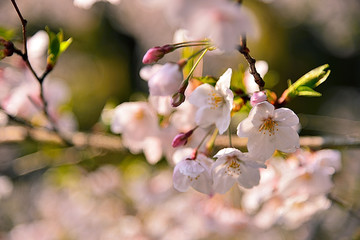 【神奈川県】横須賀市　諏訪大神社の桜