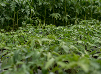 small tomatoes seedlings