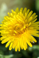 daylight. dandelion. have toning. shallow depth of field.