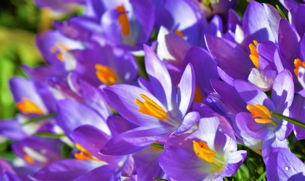 A close-up image of purple Spring crocus 