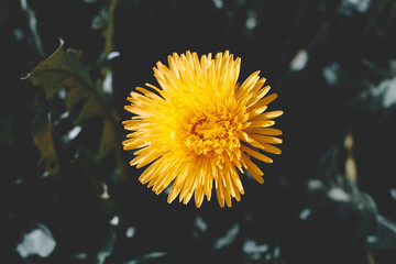 daylight. dandelion. have toning. shallow depth of field.