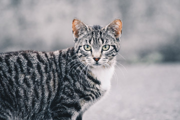  Beautiful portrait of a cat in the street. Free site for text