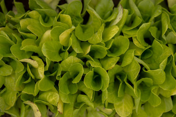 fresh green salad leaves