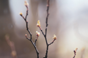 Branches with buds under the spring rain, selective focus.
