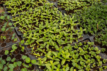 small seedlings of vegetables