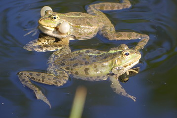 Fototapeta premium Frösche im Wasser