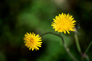 Flores Dente-de-Leão selvagens amarelas