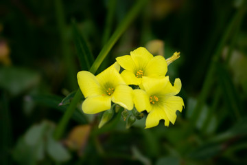 Flores selvagens amarelas