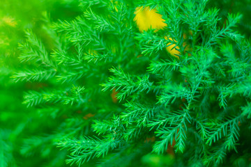 fresh green pine leaves in the nature.