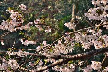 【神奈川県】横須賀市　諏訪大神社の桜
