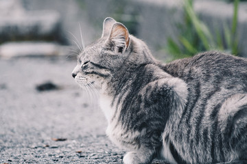  Cat taking a nap on the street
