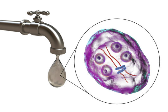 Safety of drinking water concept, 3D illustration showing cysts of Giardia intestinalis protozoan, the causative agent of giardiasis and diarrhea, contaminating drinking water