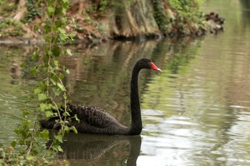 The black swan (Cygnus atratus) swimming on the lake, clear  background, scene from wildlife, Switzerland, common bird in its environment, beautiful black royal bird with red beak, close up