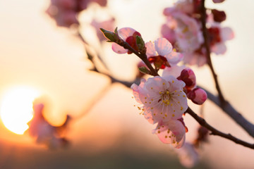 Spring background of cherry blossoms at sunset.Beautiful nature scene with blooming tree and sun flare. Easter Sunny day. Spring flowers.Blooming tree at sunset