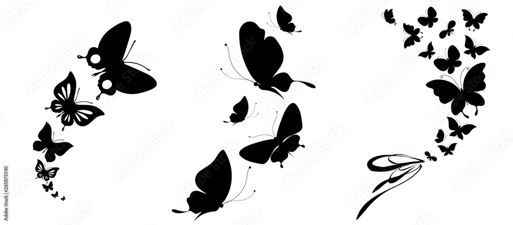 Poster black butterfly, isolated on a white