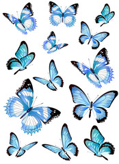 Naklejka na ściany i meble beautiful blue butterflies, isolated on a white