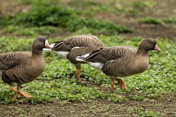 The greylag geese (Anser anser) on the lake shore, green vegetation in background, scene from wildlife, Germany, common bird in its environment
