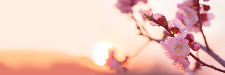 Obraz premium Spring border or background art with pink blossom.Beautiful nature scene with blooming tree and sun flare. Easter Sunny day. Spring flowers.Blooming tree at sunset